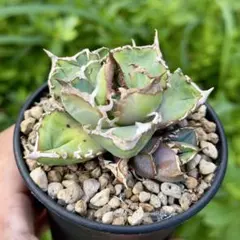 2025年最新】ドワーフ アガベの人気アイテム - メルカリ