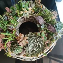 多肉植物 ♡そのまま飾れる寄せ植え♡アイアンリース 21cm♬ - メルカリ