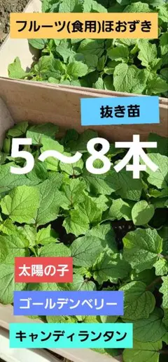 ④食用(フルーツ)ほおずき　農薬不使用　抜き苗発送のサムネイル