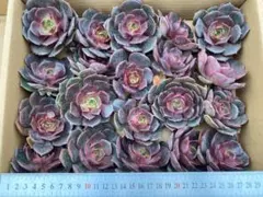 2026年最新】観葉植物 アエオニウムの人気アイテム - メルカリ