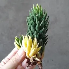 2025年最新】希少 アロエの人気アイテム - メルカリ