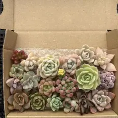 ゆうゆうメルカリ便 多肉植物 カット苗とセダム寄せ植えセット - メルカリ