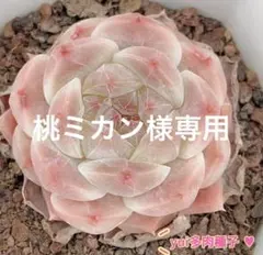 桃ミカン様 リクエスト 4点 まとめ商品