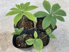 タカ様 リクエスト 2点 まとめ商品