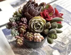 シックな色のエケベリア セダムカット苗 抜き苗 おまとめセット 89（4/28）