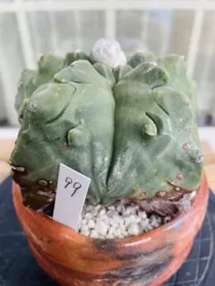 サボテン Echinopsis sp. 2株セット デザイン陶器鉢のまま発送 - メルカリ