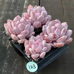 クッキー☆様 リクエスト 3点 まとめ商品