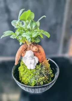 2026年最新】ガジュマル盆栽の人気アイテム - メルカリ