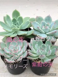ミックスベリア 後半組 葉挿しっ子 発根発芽済 第4種発送 - メルカリ