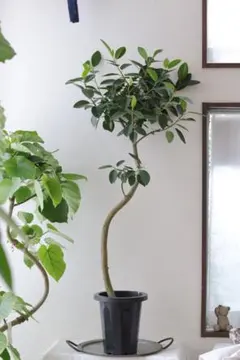 【そのまま飾れる】ガジュマルベビーリーフ 陶器鉢仕立て 希少植物8号鉢 そのまま飾れる】ガジュマルベビーリーフ 陶器鉢仕立て 希少植物8号鉢