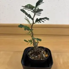 Yusuke Sugimori様 リクエスト 4点 まとめ商品