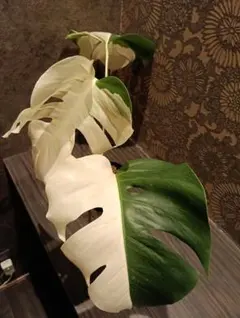 あつこ ホワイトタイガー鉢1鉢と葉付き茎3株 あつこ様専用 ホワイトタイガー鉢1鉢と葉付き茎3株 - メルカリ