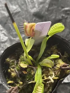 食虫植物ハエトリソウ biohazard 1 CK - メルカリ