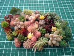 5.ちまちま寄せ植えセット　カット苗セット　多肉植物