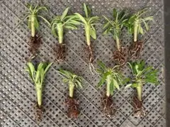 2025年最新】アンボンゲンセの人気アイテム - メルカリ