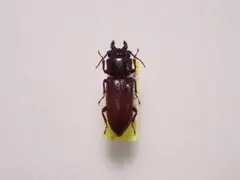 乾燥珍々】シロアリの女王標本 超巨大 サシハリアリ 昆虫標本