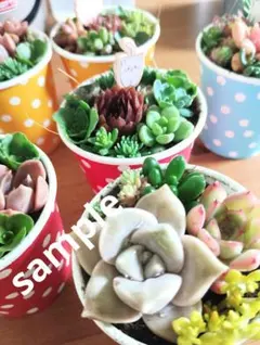 多肉植物 寄せ植えセット かわいい そのまま飾れる 2個セット 数量