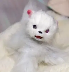 生後一ヶ月♡エキゾチック子猫ちゃん♡アートドール♡ぬいぐるみ