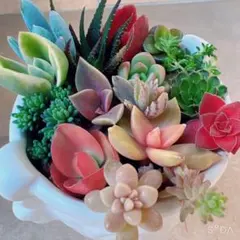 多肉植物　20種類　寄せ植えセットのサムネイル