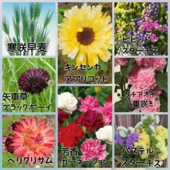 2026年最新】花苗の人気アイテム - メルカリ
