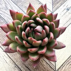 hikaru様 リクエスト 2点 まとめ商品