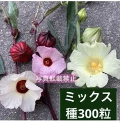 ローゼル　ハイビスカスローゼル 3種類　種ミックス　300粒