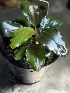 Bucephalandra sp. Kabupaten Landak メタルブセ - メルカリ