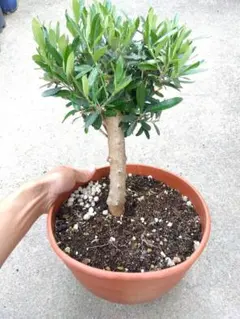 クチナシ くちなし 盆栽 5号陶器鉢つき 幹太❗ ① - メルカリ