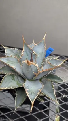 2026年最新】オアハカ アガベの人気アイテム - メルカリ