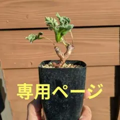 2025年最新】ペラルゴニウム ミラビレの人気アイテム - メルカリ