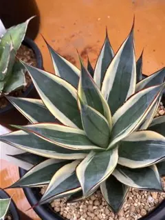 アガベ スノーフォール 大株 - メルカリ