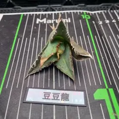 p*r様 超選抜【選抜オークション】⑦優秀　強棘　アガべ　豆豆龍錦　TC ♯51 2026年最新】アガベトトロの人気アイテム - メルカリ