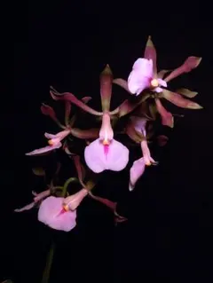 洋蘭 洋ラン 原種 カトレア Encyclia cordigera 開花株のサムネイル