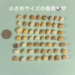 貝殻セット ハンドメイド素材 小さめサイズ 貝標本