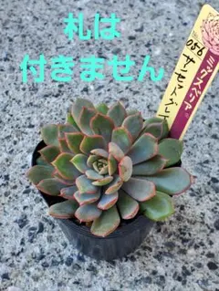 k*a様 ミックスベリア　サンセットグレイ　抜き苗