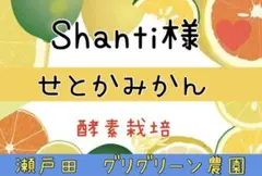 Shanti様♡酵素栽培 小粒せとか みかん 産地直送　箱込み5キロ 瀬戸田産