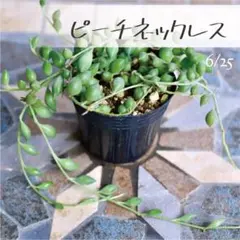 多肉植物【ピーチネックレス】セネシオ ポットごと or 抜き苗 6㎝ポットのサムネイル