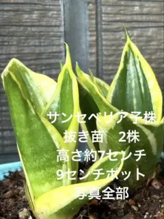 2025年最新】サンセベリアの人気アイテム - メルカリ