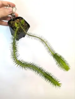 フペルジア フレグマリウルス スクアローサのサムネイル