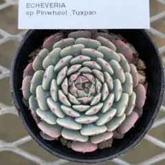 chika(プロフ必読☆お願いします)様 リクエスト 2点 まとめ商品