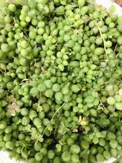 (多肉植物)グリーンネックレス10本❁⃘*.゜