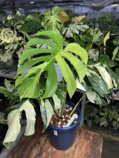 モンステラ　デリシオーサ　x ボルギシアナ　ミント　健康株　絶美斑 モンステラ デリシオーサ x ボルギシアナ ミント 健康株 絶美斑