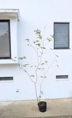 山採り天然　アオダモ　5本立ち64 特大の山採り天然株。優しい雰囲気のアオダモ。山採り天然株