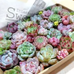 多肉植物　カット苗　詰合せ　寄せ植え　セット　多肉弁当