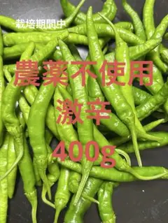 激辛 辣妹子 青唐辛子 13kg長野県産 【露地栽培】自然成熟 激辛 辣妹子 青唐辛子 13kg長野県産 露地栽培自然成熟 激辛青唐辛子(