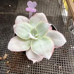 多肉植物♡カンテ 抜き苗 - メルカリ