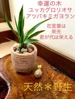 2025年最新】アツバキミガヨランの人気アイテム - メルカリ