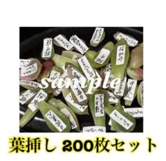 2025年最新】札落ち韓国苗の人気アイテム - メルカリ