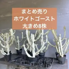 2025年最新】ユーフォルビアホワイトゴーストの人気アイテム