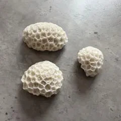 サンゴの化石 置物 ２個せット サンゴの化石 置物 2個せット